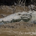 crocodile_american_tar_h_1469_cos2472.jpg